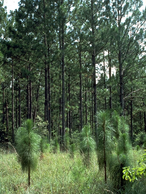 Pinus palustris (Longleaf pine) #16795