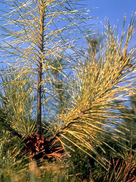 Pinus strobus (Eastern white pine) #16799