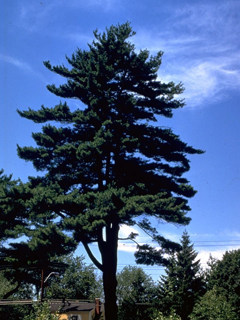 Pinus strobus (Eastern white pine) #16800