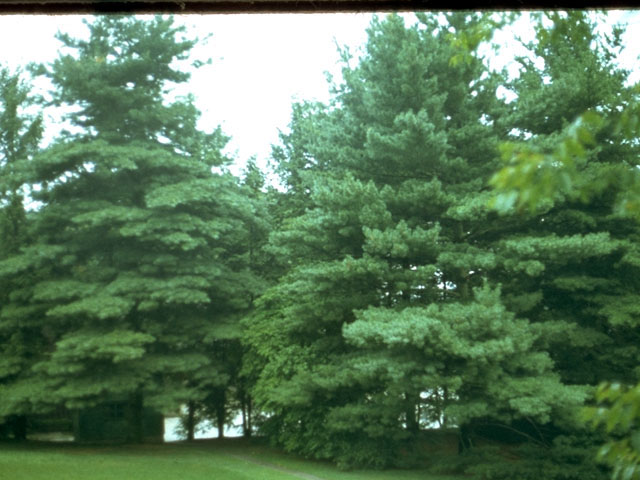 Pinus strobus (Eastern white pine) #16801
