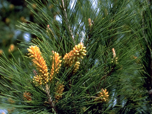 Pinus taeda (Loblolly pine) #16803