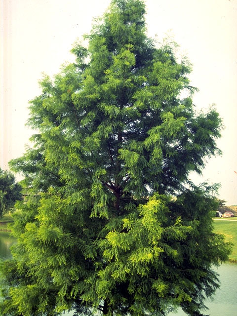 Taxodium distichum (Bald cypress) #16807