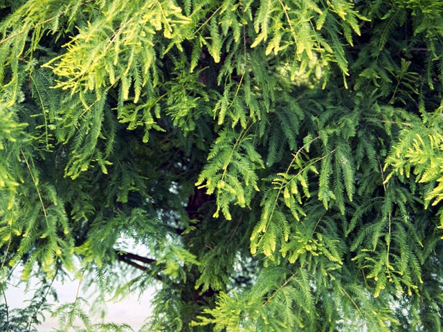 Taxodium distichum (Bald cypress) #16808