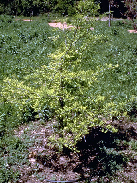 Taxodium mucronatum (Montezuma bald cypress) #16816