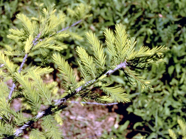 Taxodium mucronatum (Montezuma bald cypress) #16817