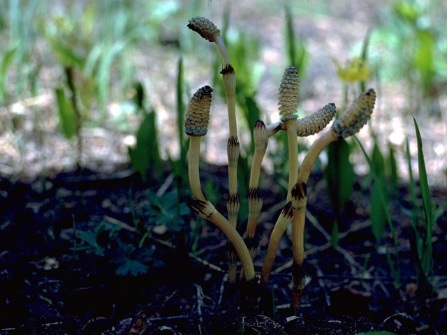 Equisetum arvense (Field horsetail) #16820
