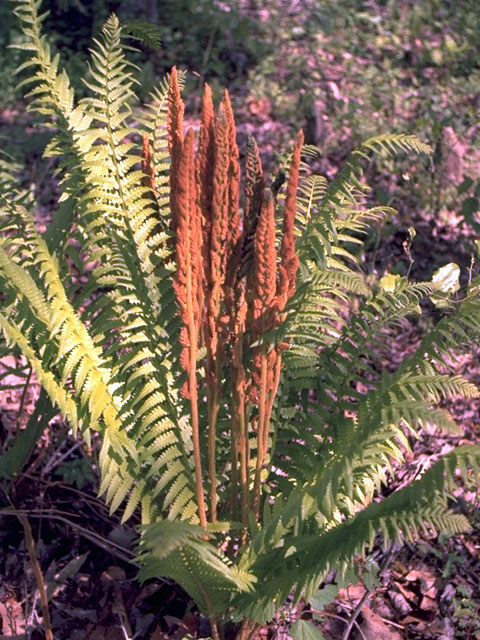 Osmunda cinnamomea (Cinnamon fern) #16825