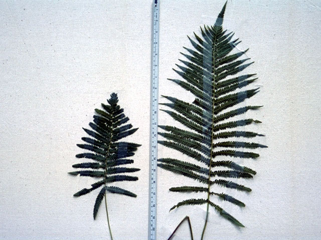 Thelypteris kunthii (Wood fern) #16840