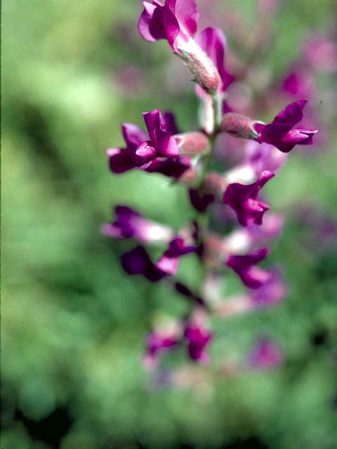 Oxytropis lambertii (Purple locoweed) #4269