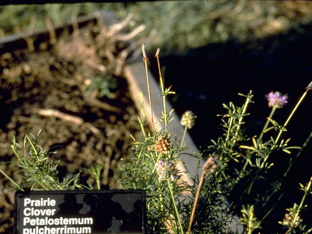 Dalea compacta var. pubescens (Compact prairie clover) #4287