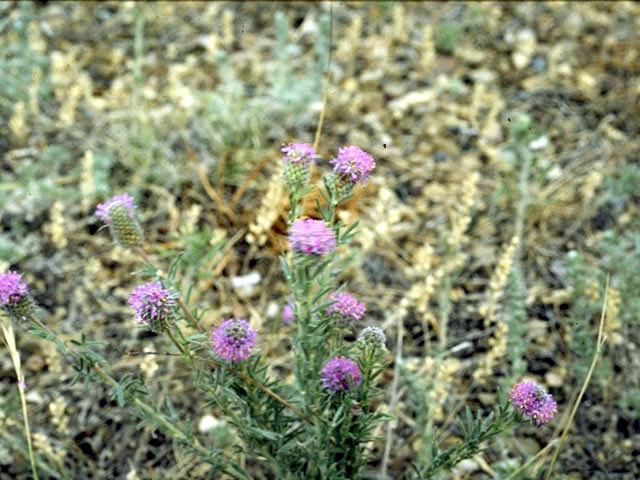 Dalea purpurea var. purpurea (Purple prairie clover) #4293
