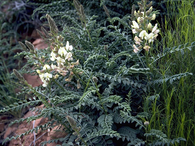 Peteria thompsoniae (Thompson's peteria) #4295