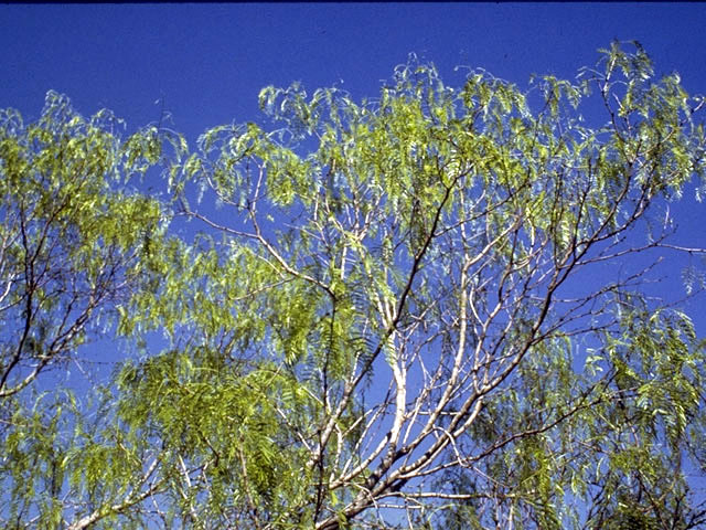 Prosopis glandulosa (Honey mesquite) #4300