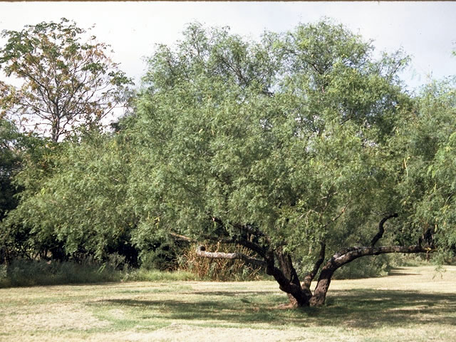 Prosopis glandulosa (Honey mesquite) #4301