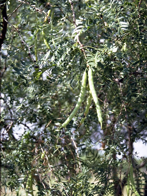 Prosopis glandulosa (Honey mesquite) #4304
