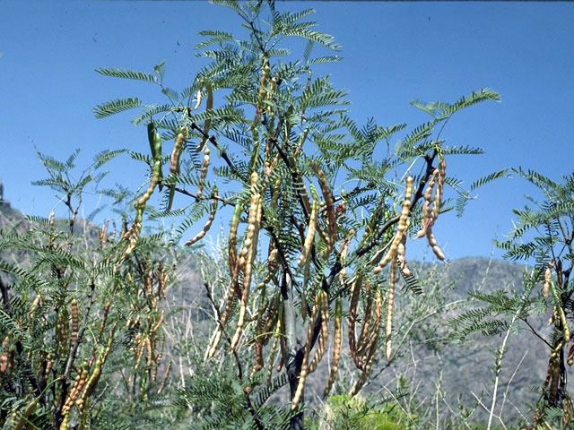 Prosopis glandulosa (Honey mesquite) #4307