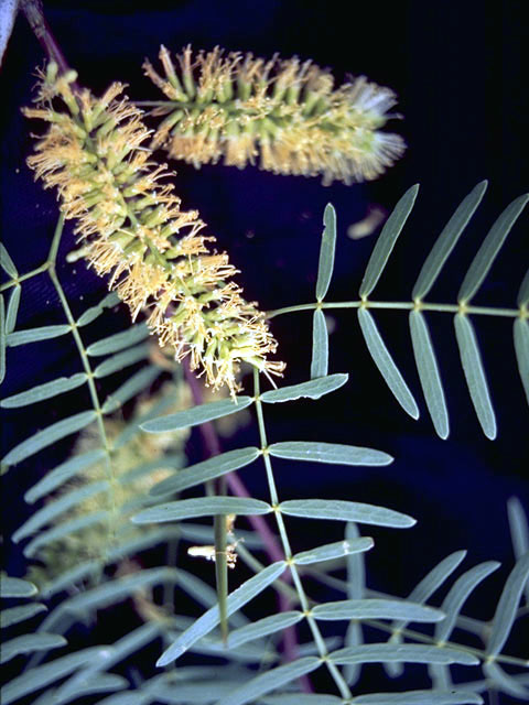 Prosopis glandulosa (Honey mesquite) #4308