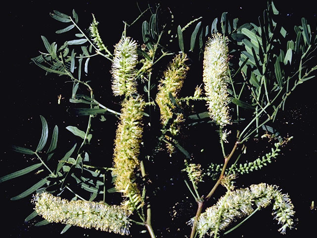 Prosopis glandulosa var. glandulosa (Honey mesquite) #4312