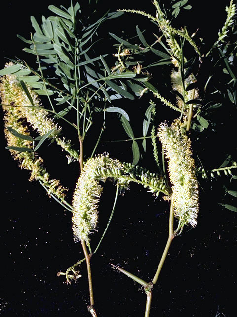 Prosopis glandulosa var. glandulosa (Honey mesquite) #4314