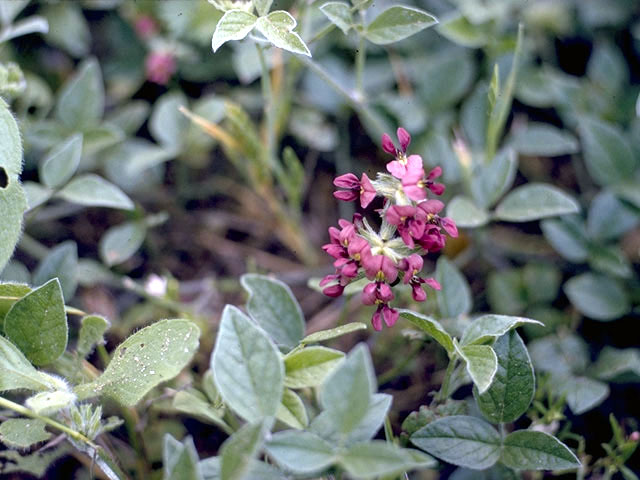 Pediomelum rhombifolium (Gulf indian breadroot) #4324