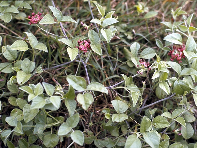 Pediomelum rhombifolium (Gulf indian breadroot) #4326