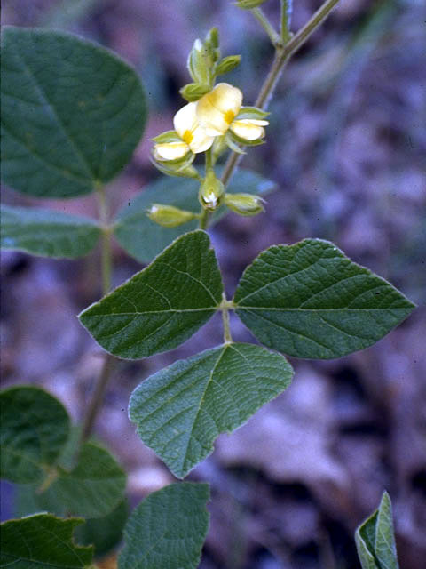 Rhynchosia latifolia (Prairie snoutbean) #4334