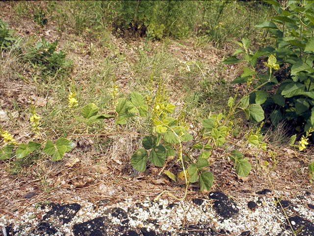 Rhynchosia latifolia (Prairie snoutbean) #4335