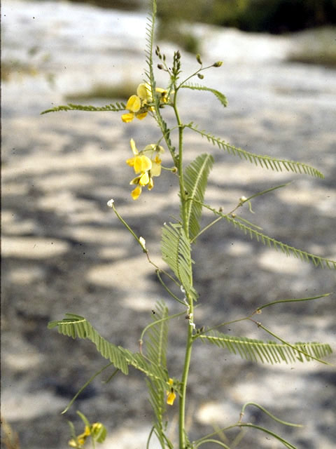 Sesbania herbacea (Coffeeweed) #4361