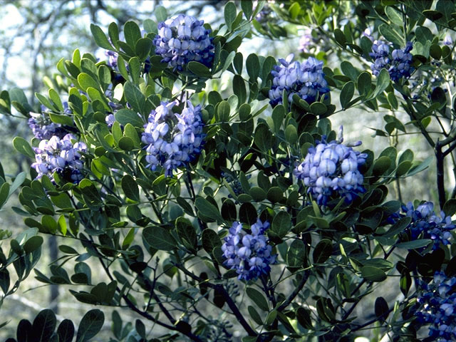 Sophora secundiflora (Texas mountain laurel) #4375