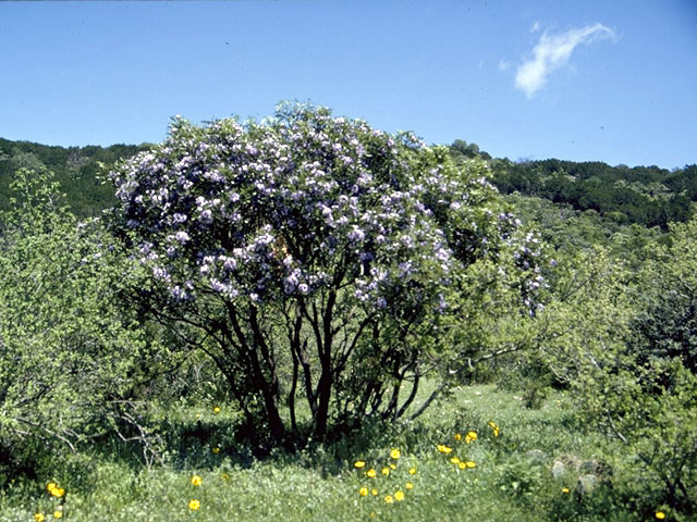 Sophora secundiflora (Texas mountain laurel) #4377