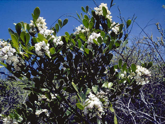 Sophora secundiflora (Texas mountain laurel) #4378