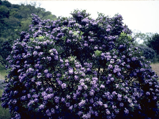 Sophora secundiflora (Texas mountain laurel) #4379