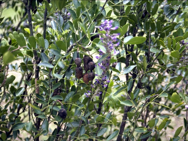 Sophora secundiflora (Texas mountain laurel) #4381