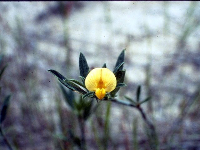 Stylosanthes biflora (Sidebeak pencilflower) #4394
