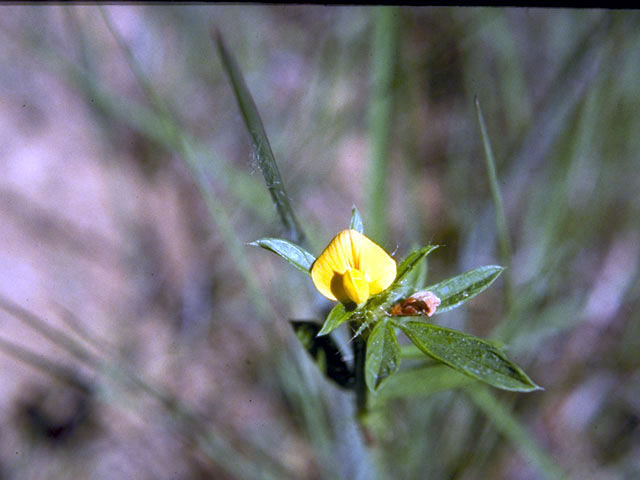 Stylosanthes biflora (Sidebeak pencilflower) #4395