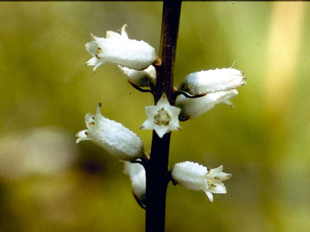 Aletris farinosa (White colicroot) #4401