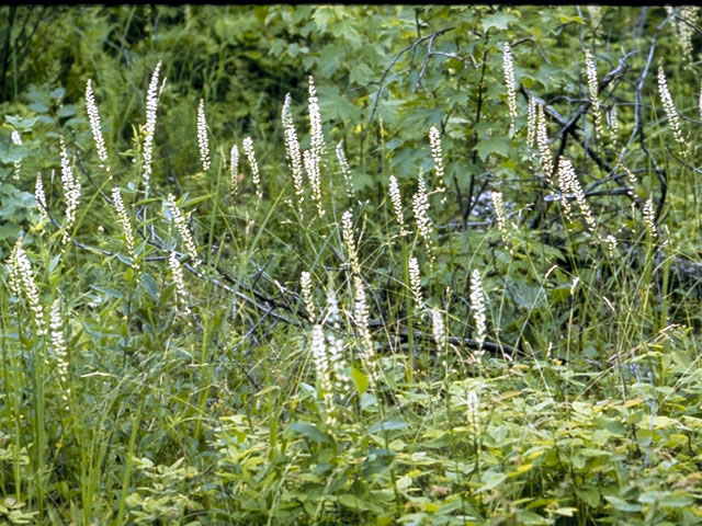 Aletris farinosa (White colicroot) #4402