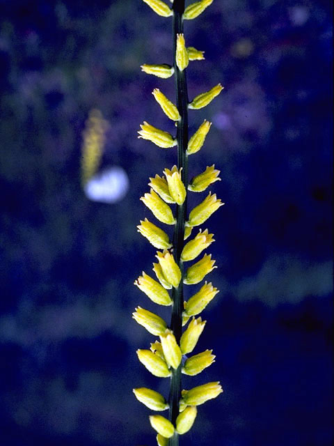 Aletris lutea (Yellow colicroot) #4404