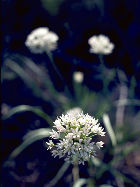 Allium canadense var. fraseri (Fraser meadow garlic) #4406