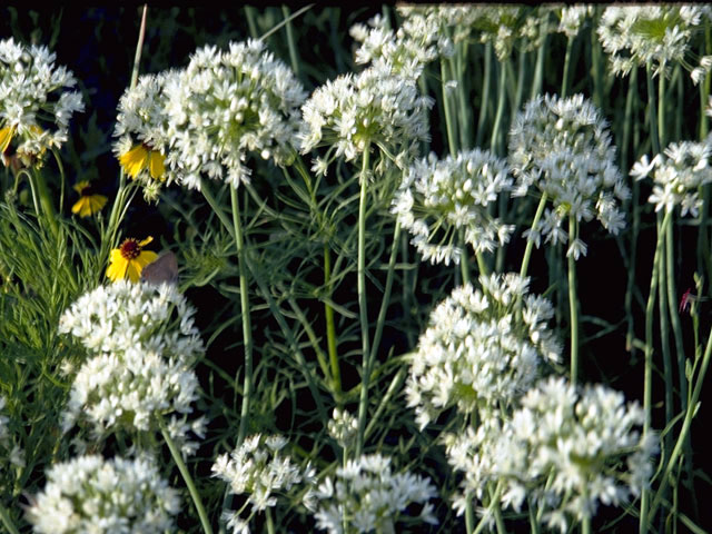 Allium canadense (Meadow garlic) #4414