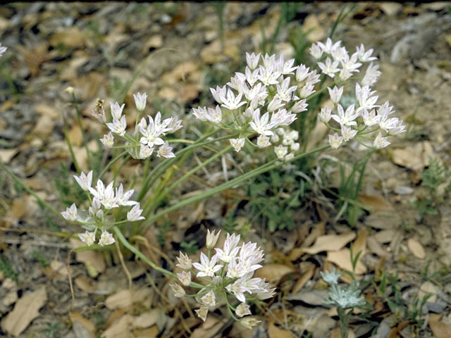 Allium canadense (Meadow garlic) #4415
