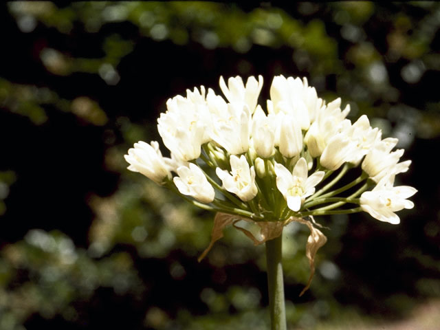 Allium canadense var. fraseri (Fraser meadow garlic) #4417