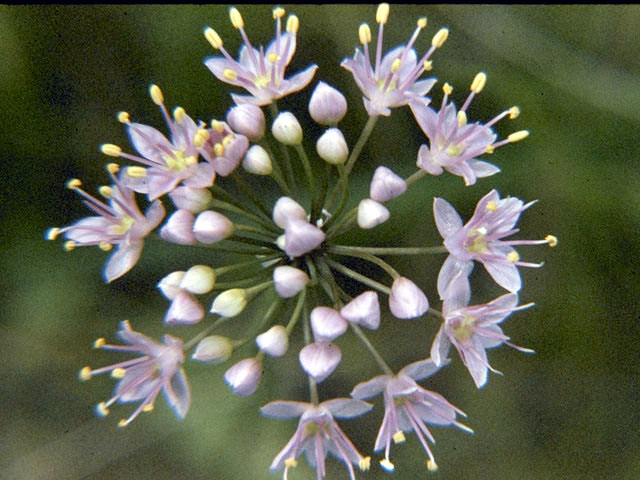 Allium stellatum (Autumn onion) #4458