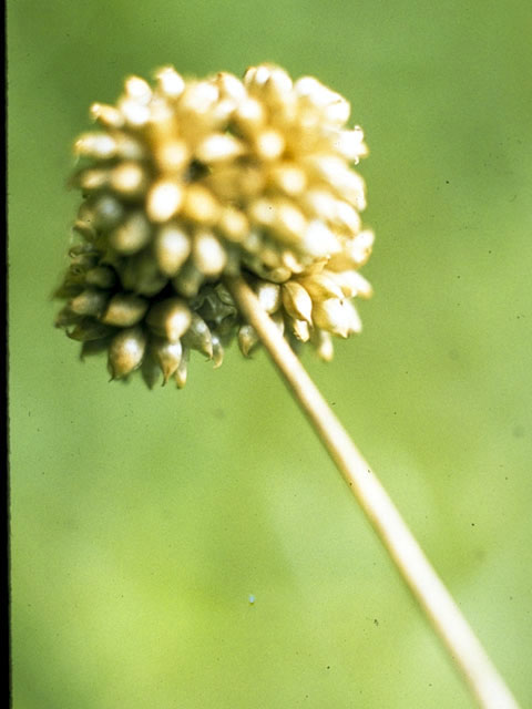 Allium tricoccum (Wild leek) #4462