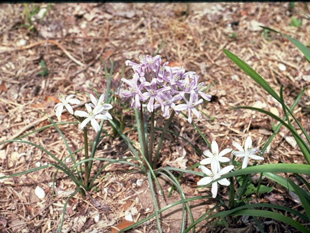 Androstephium coeruleum (Blue funnel-lily) #4476