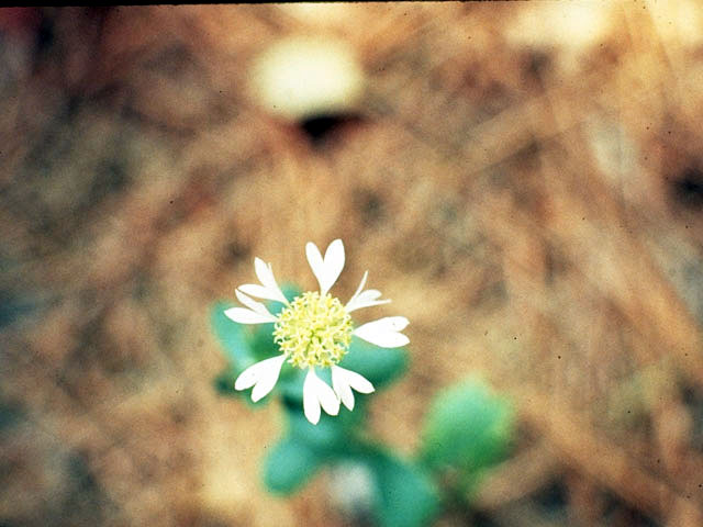 Gaillardia aestivalis (Lanceleaf blanketflower) #4484