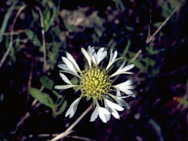 Gaillardia aestivalis (Lanceleaf blanketflower) #4485