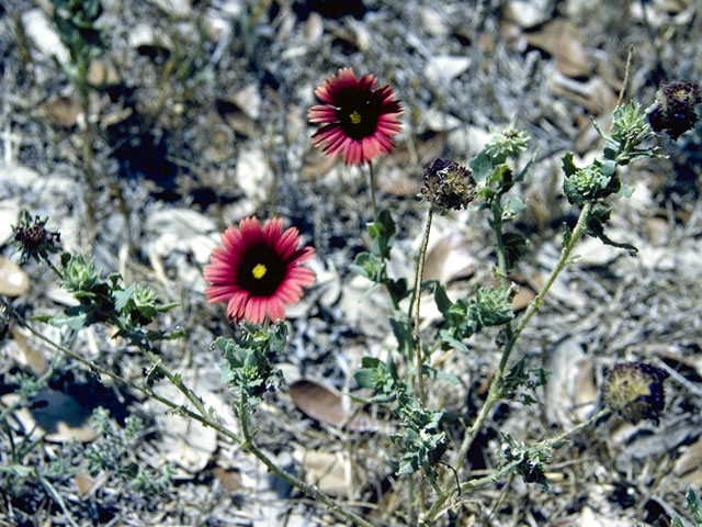 Gaillardia amblyodon (Maroon blanketflower) #4486
