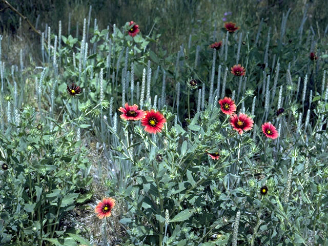 Gaillardia amblyodon (Maroon blanketflower) #4487