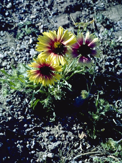 Gaillardia arizonica (Arizona blanketflower) #4492